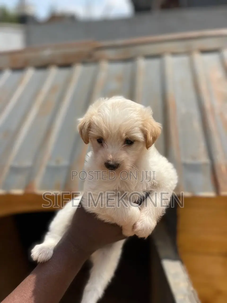 1-3 months Male Purebred Maltese