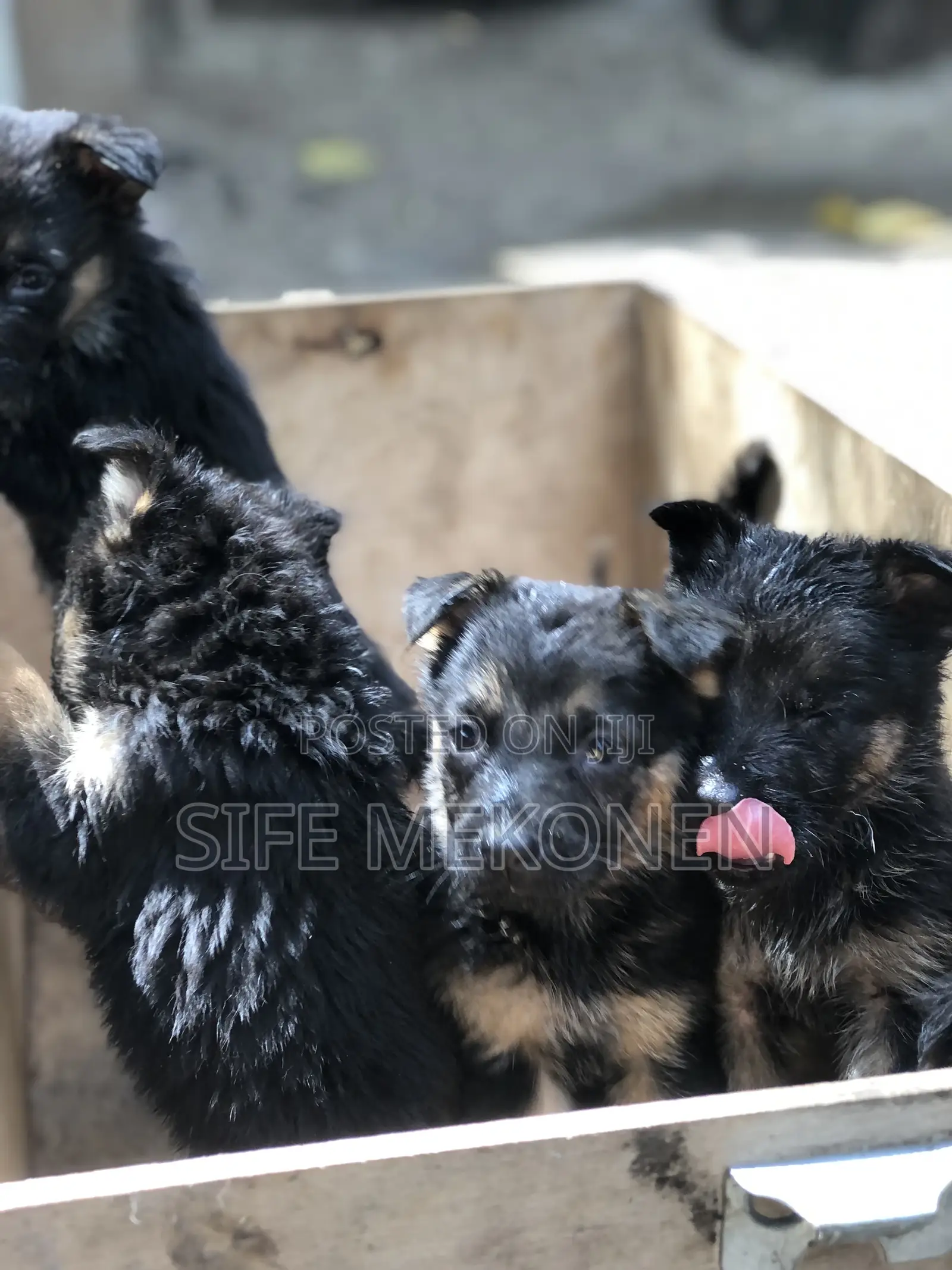 1-3 months Male Purebred German Shepherd