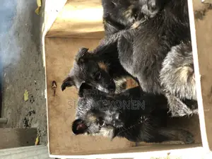 1-3 months Male Purebred German Shepherd