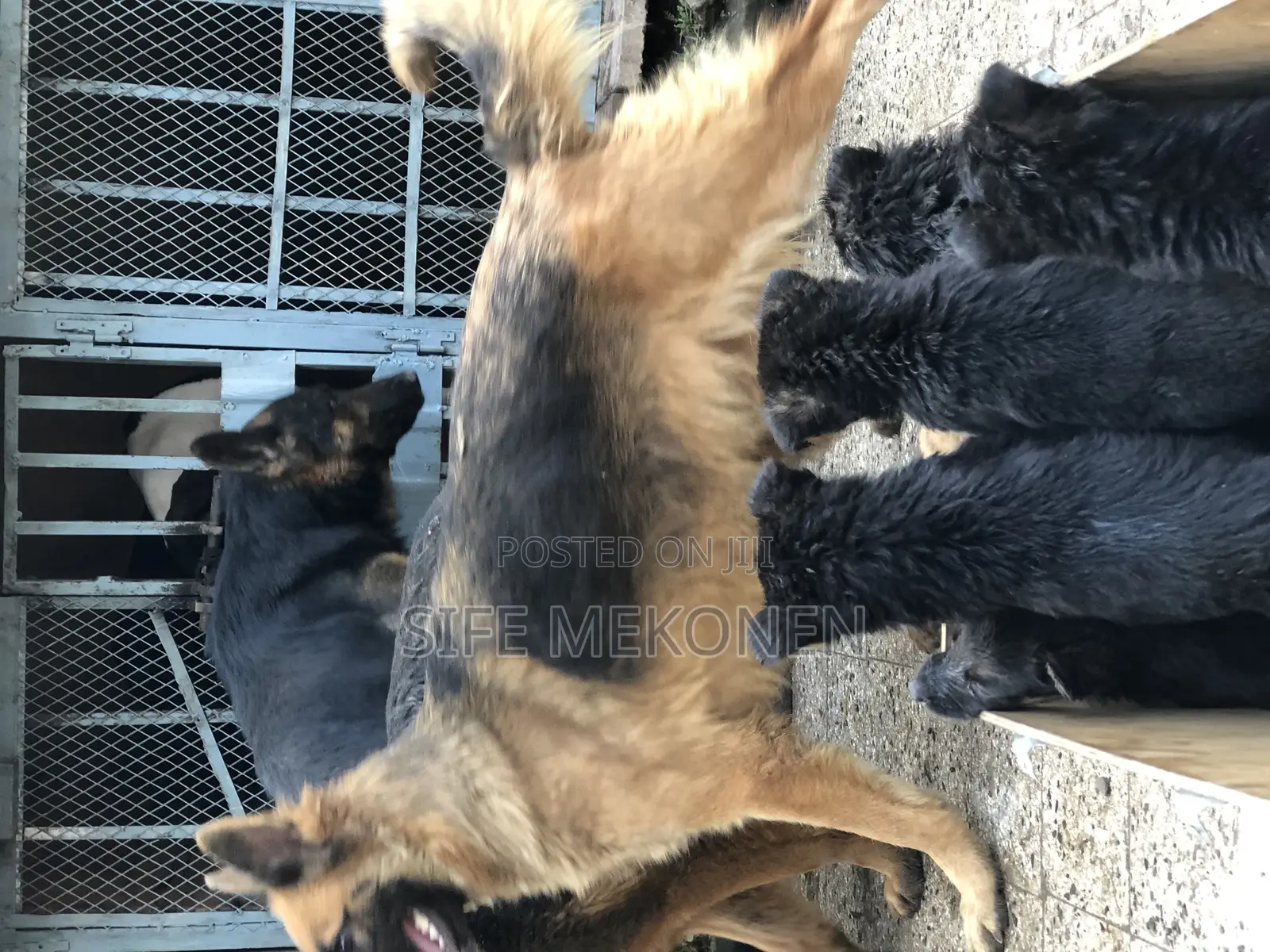 1-3 months Male Purebred German Shepherd