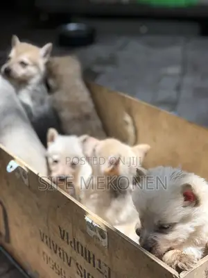 1-3 months Male Purebred German Shepherd