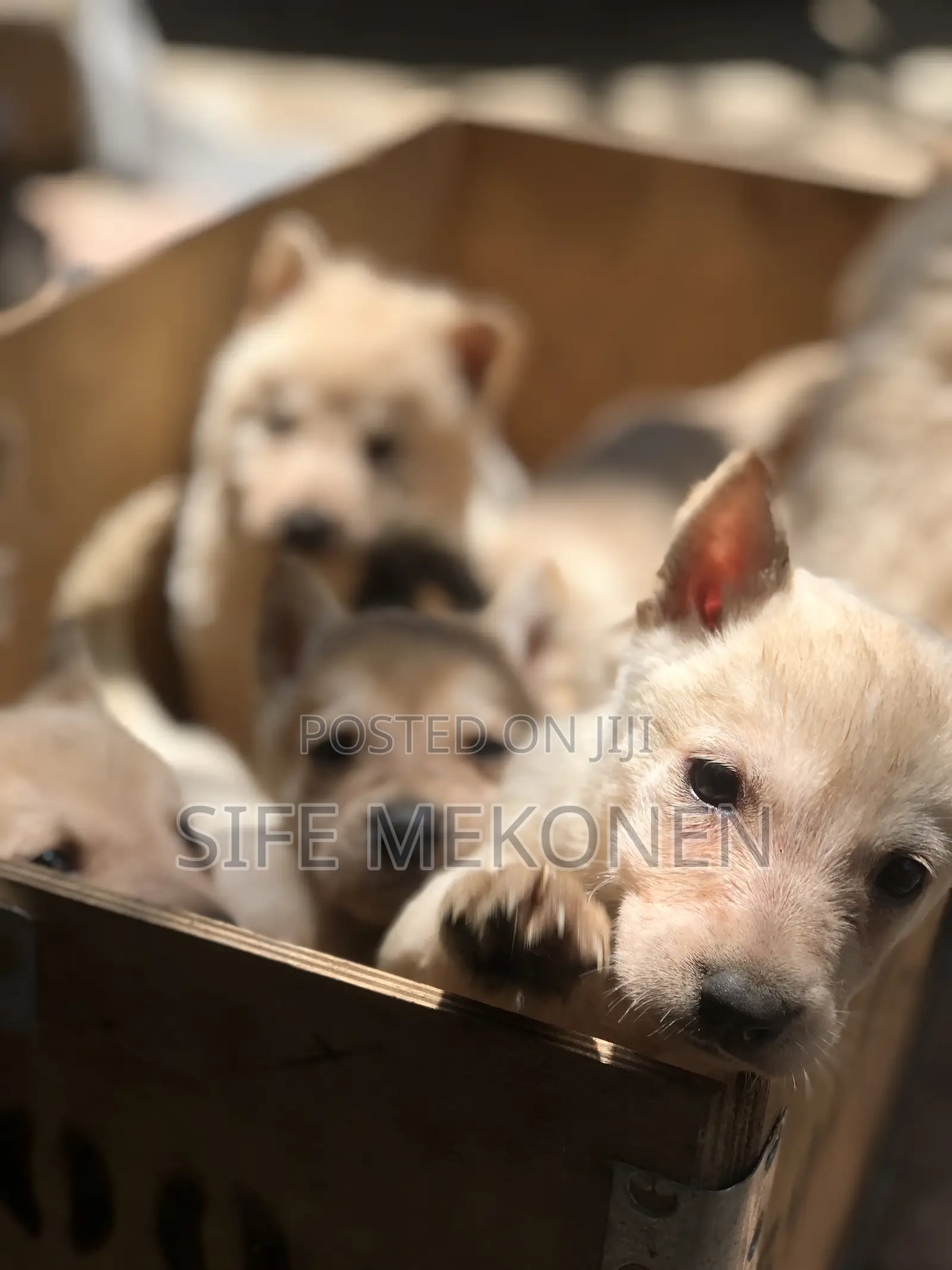 1-3 months Male Purebred German Shepherd