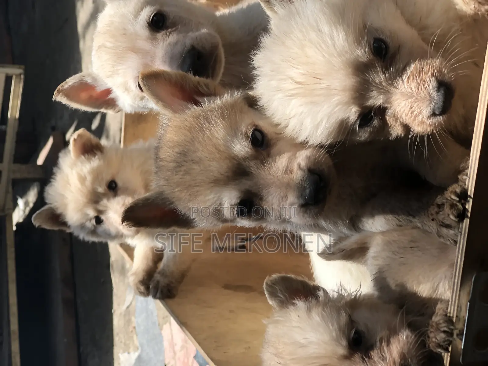 1-3 months Male Purebred German Shepherd