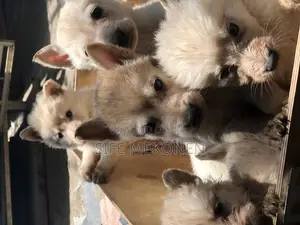 1-3 months Male Purebred German Shepherd