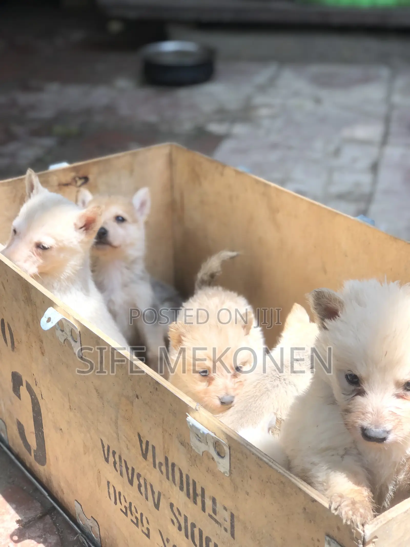 1-3 months Male Purebred German Shepherd