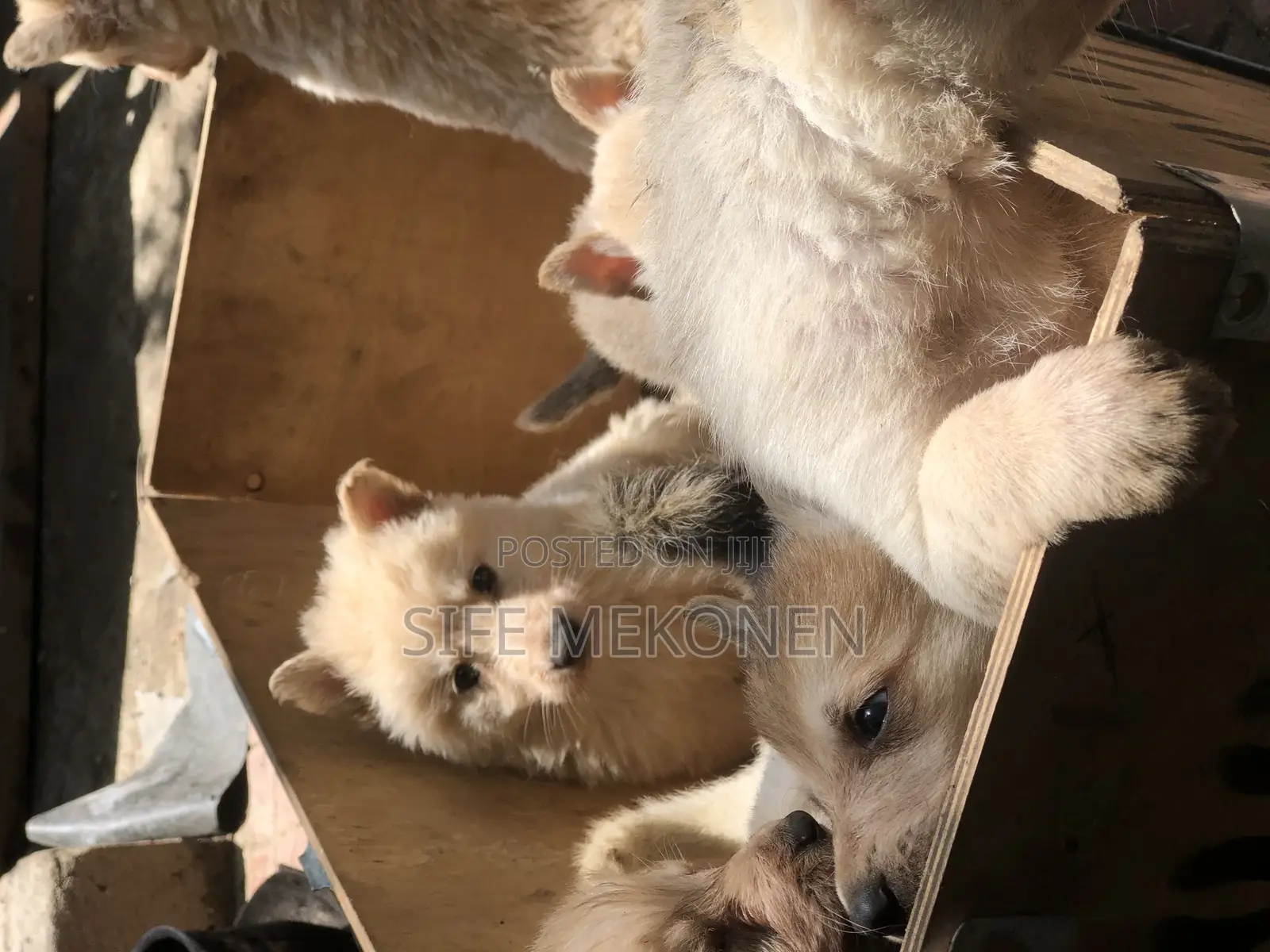 1-3 months Male Purebred German Shepherd