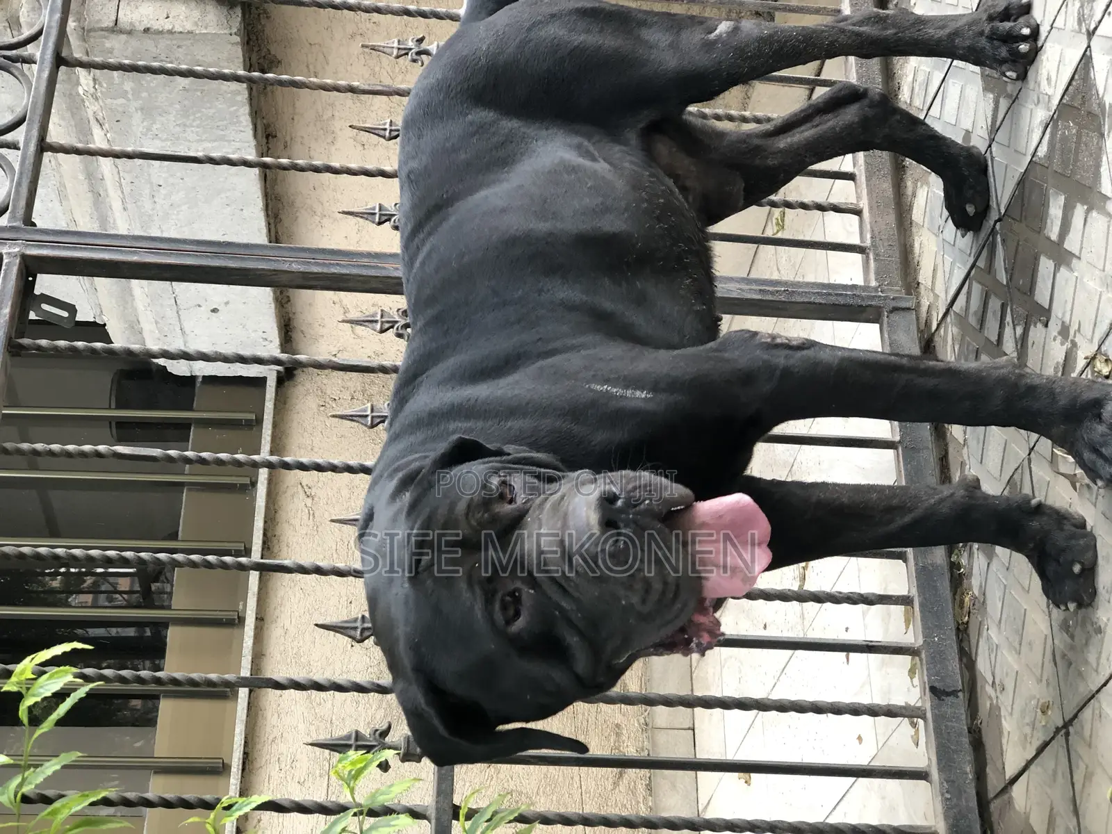 1-3 months Male Purebred Bullmastiff