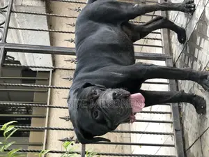 1-3 months Male Purebred Bullmastiff