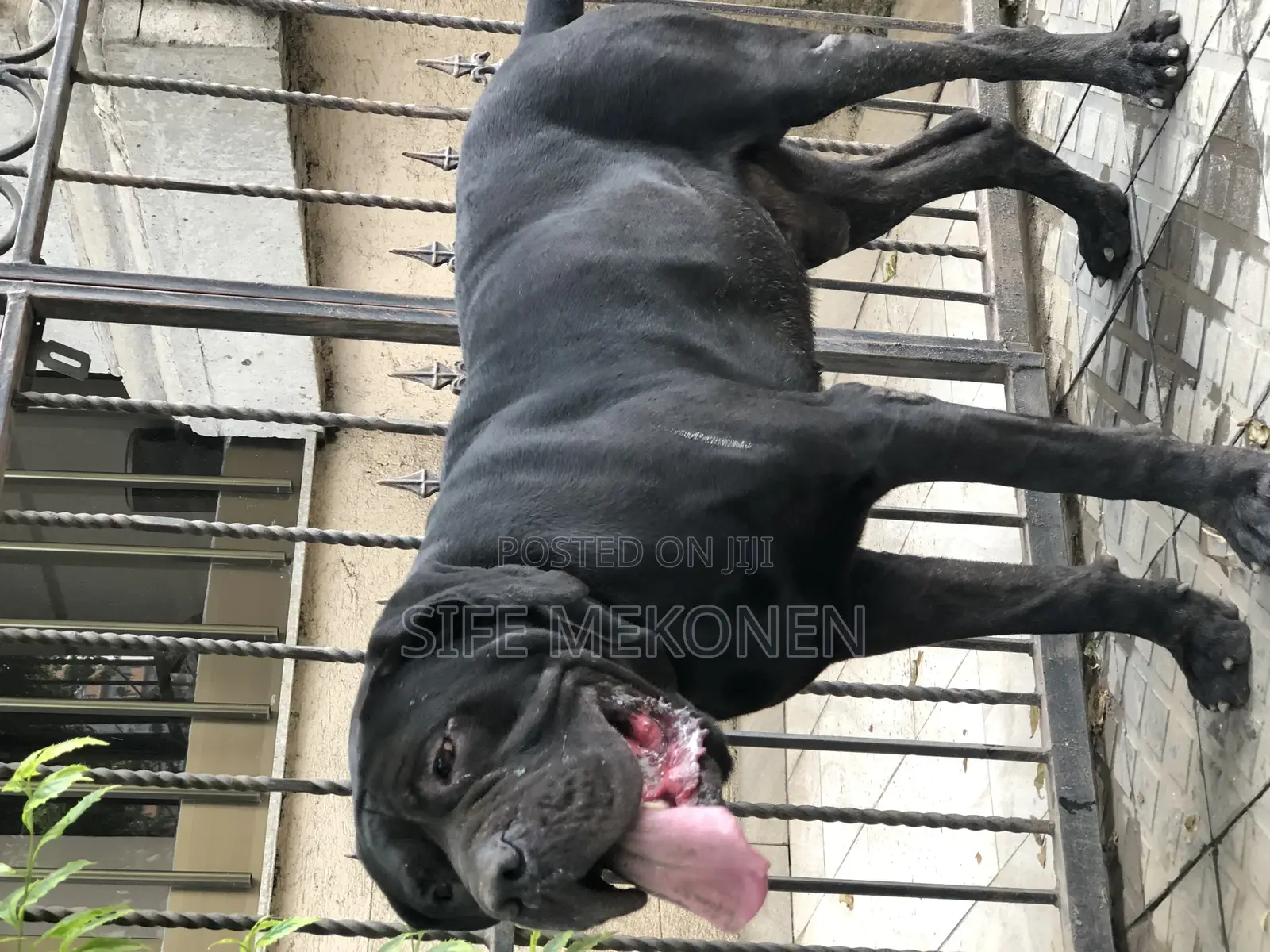 1-3 months Male Purebred Bullmastiff
