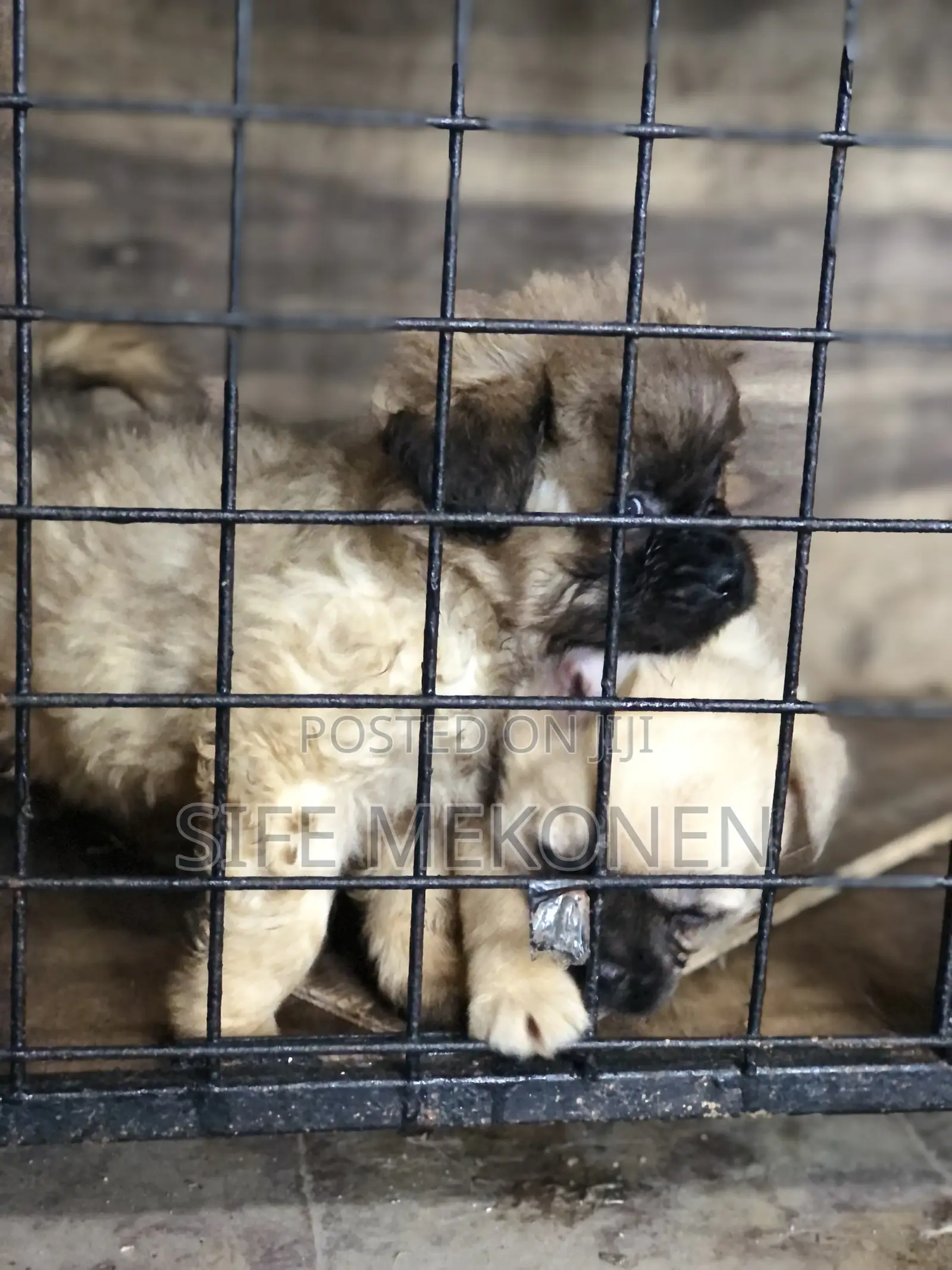 1-3 months Male Purebred Pug