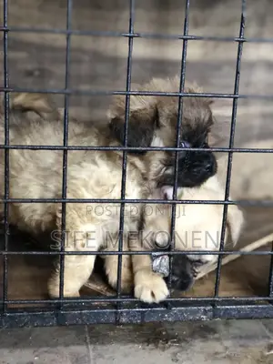 1-3 months Male Purebred Pug