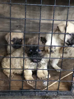 Photo - 1-3 months Male Purebred Pug