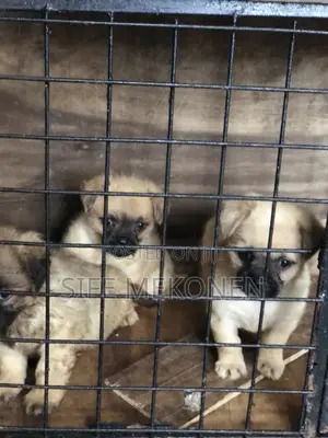 1-3 months Male Purebred Pug
