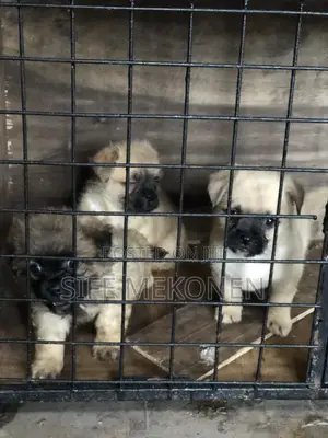 1-3 months Male Purebred Pug