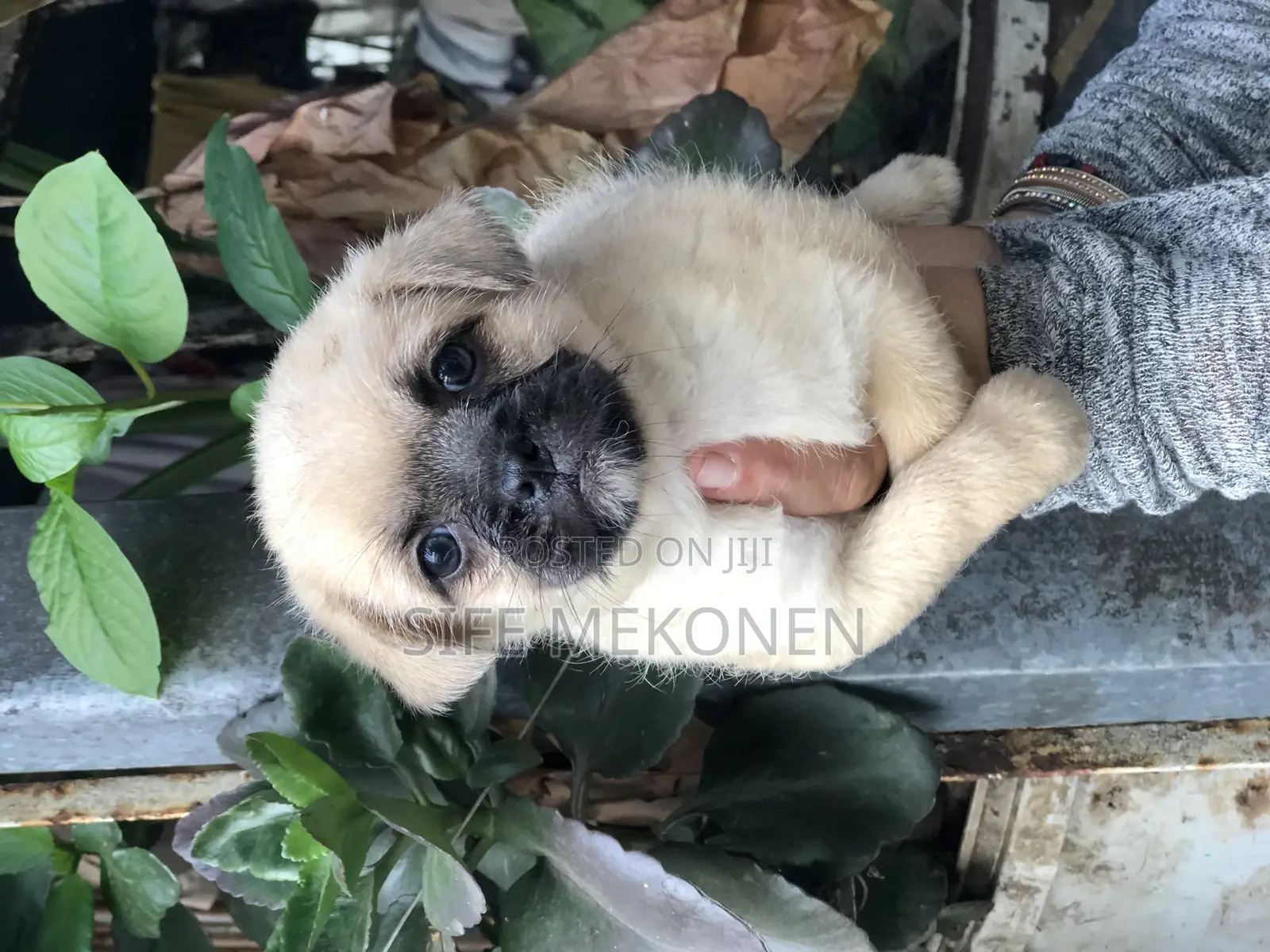 1-3 months Male Purebred Pug