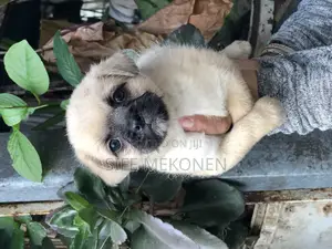 1-3 months Male Purebred Pug