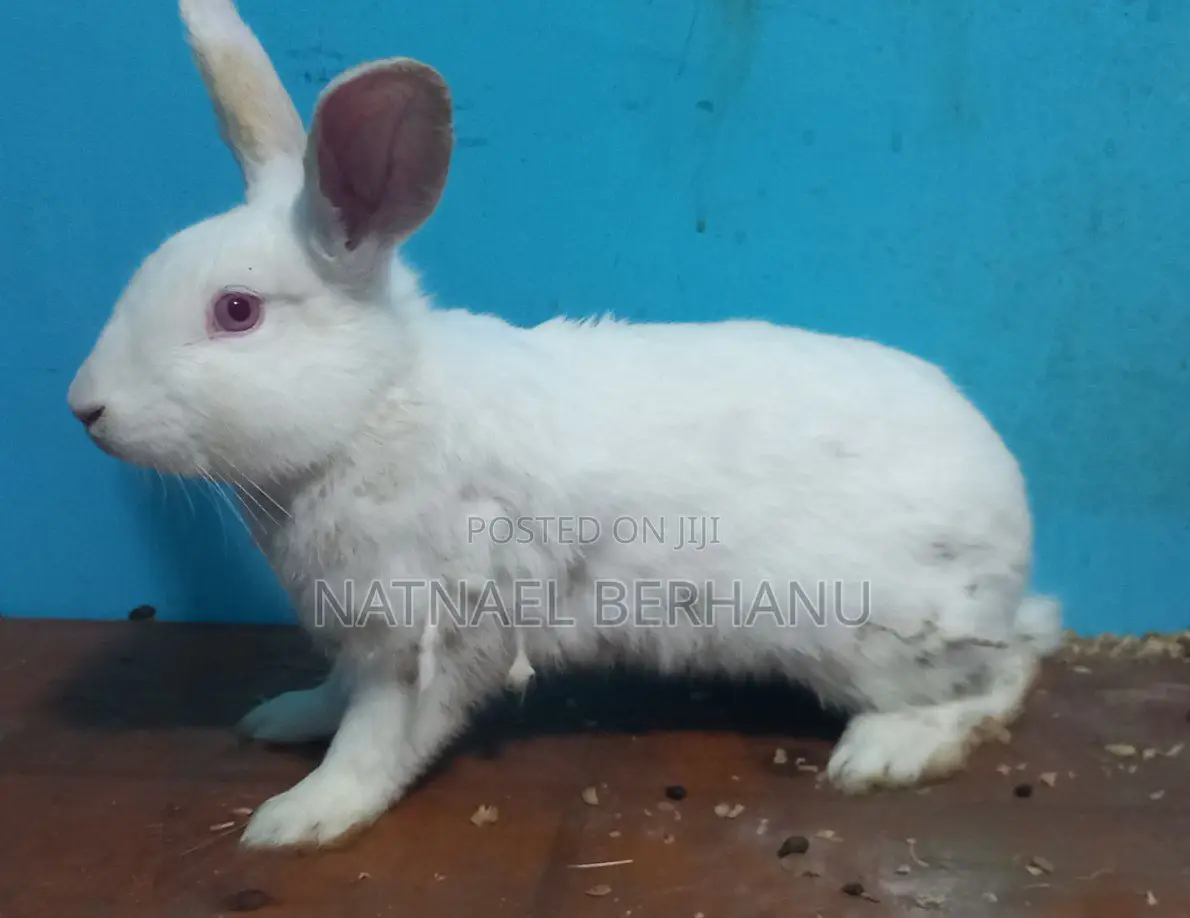 Male Rabbit
