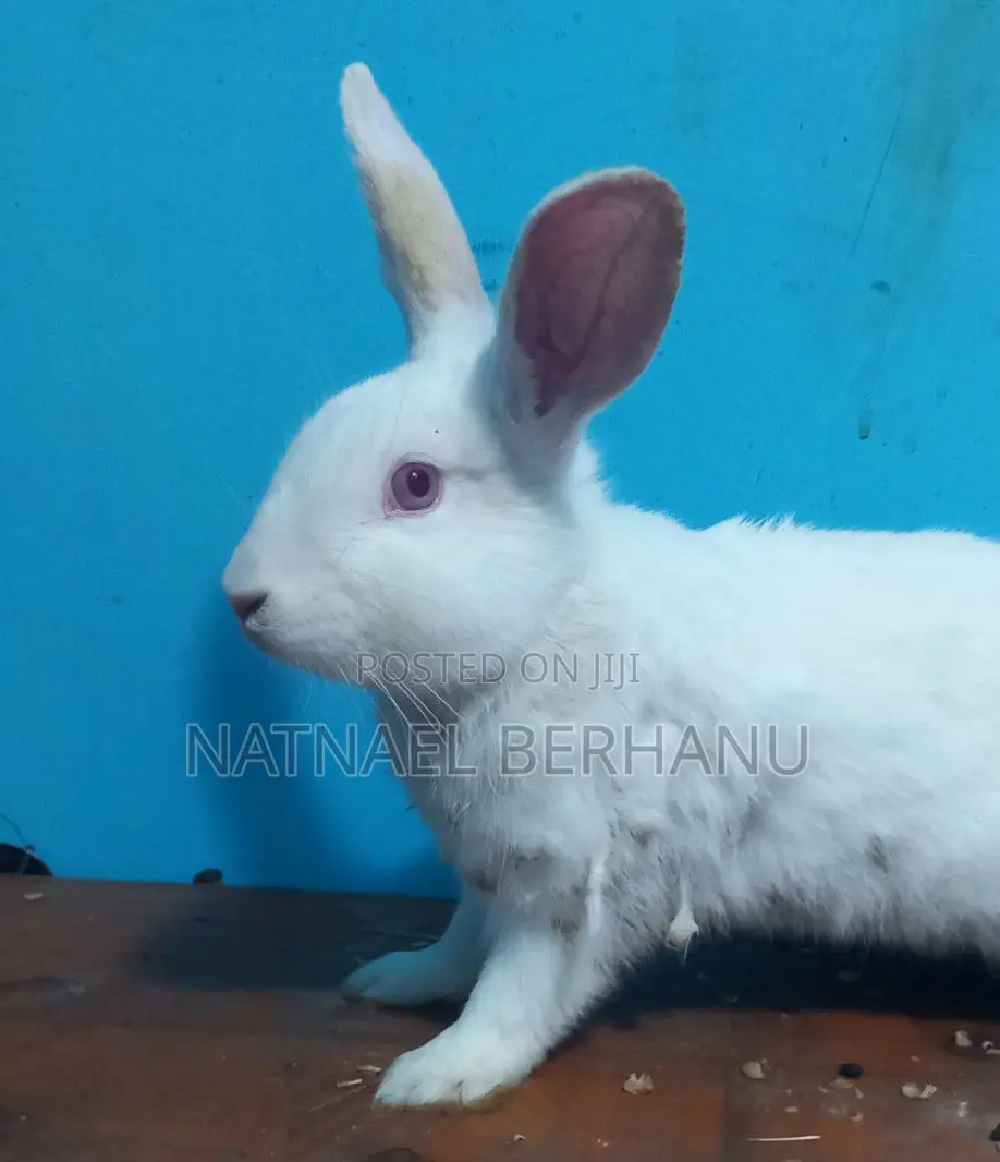 Male Rabbit