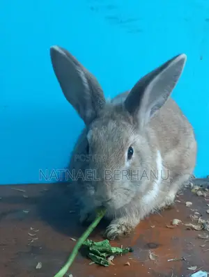 Male Rabbit