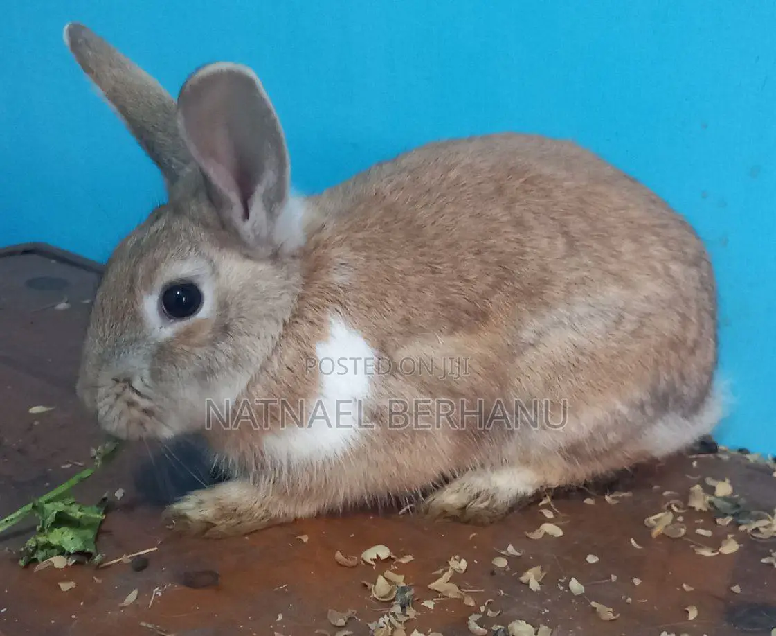 Male Rabbit