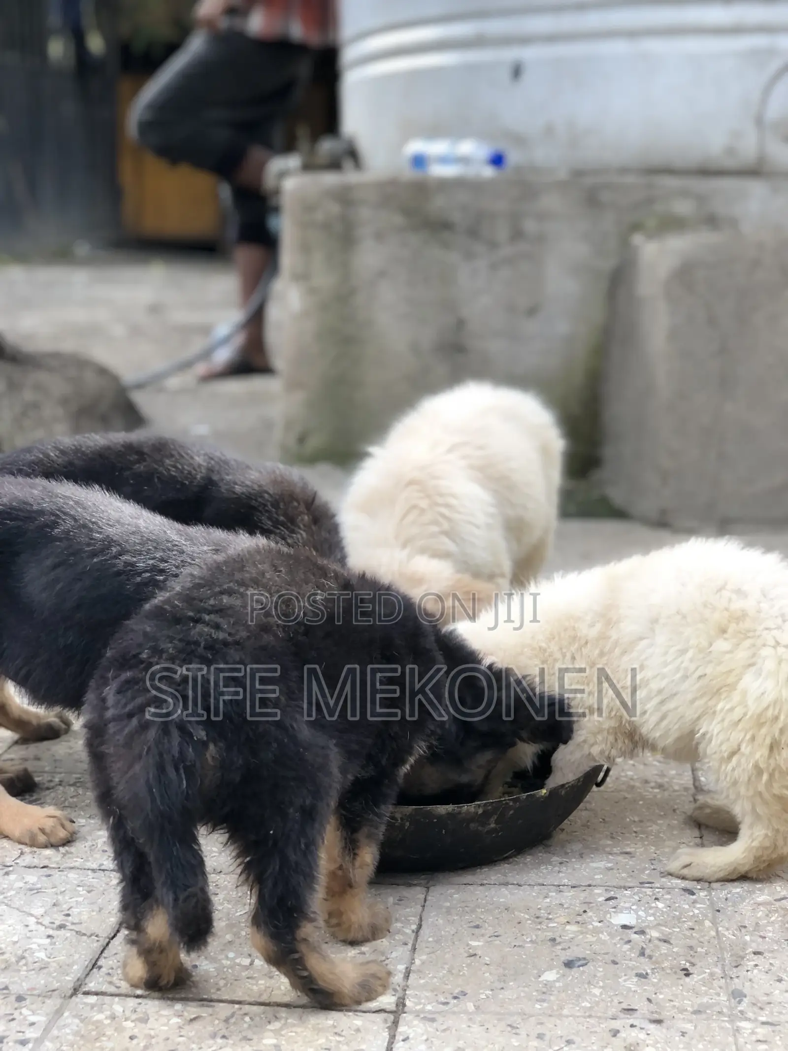 1-3 months Male Purebred German Shepherd