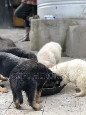 1-3 months Male Purebred German Shepherd