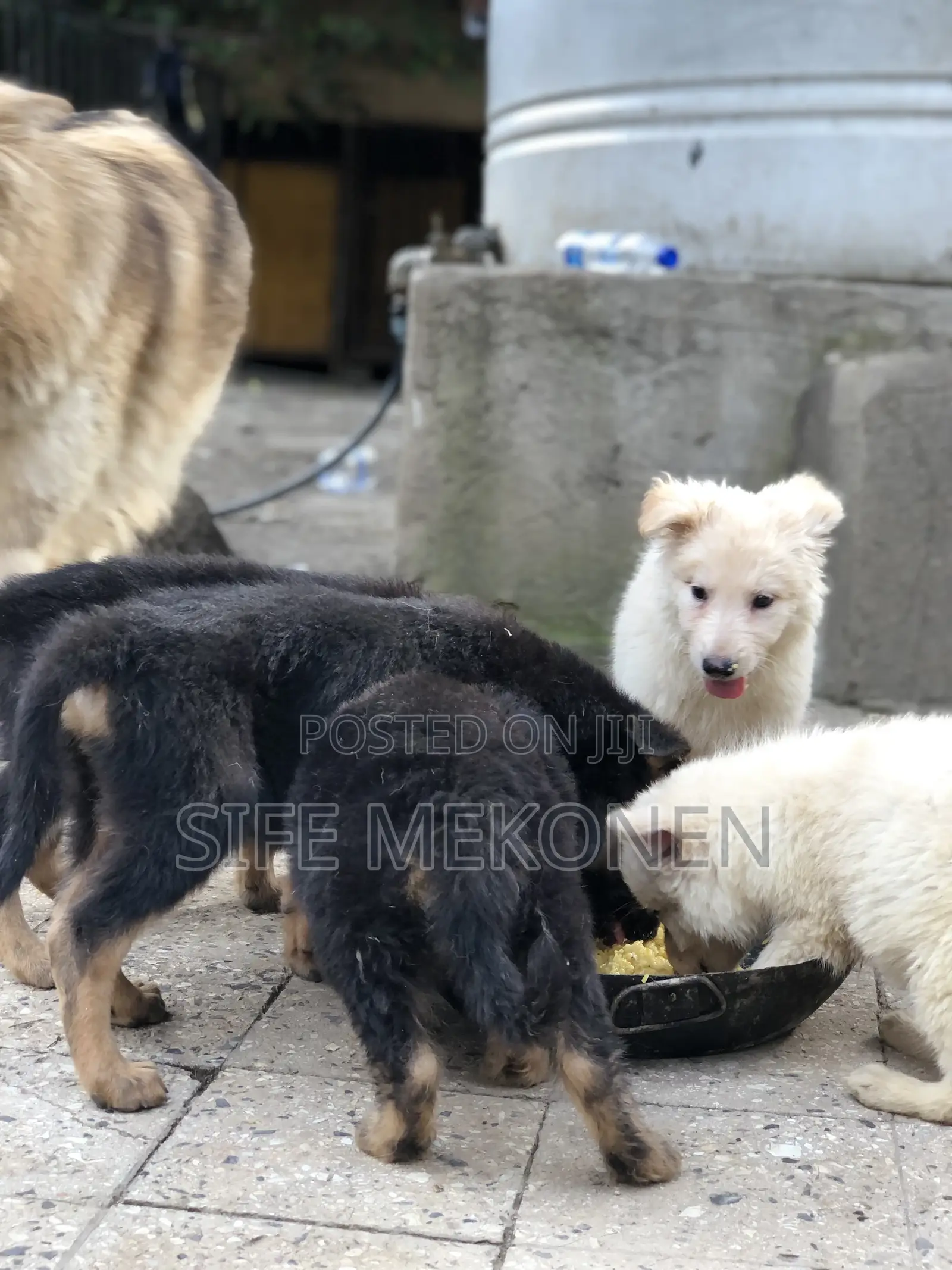 1-3 months Male Purebred German Shepherd