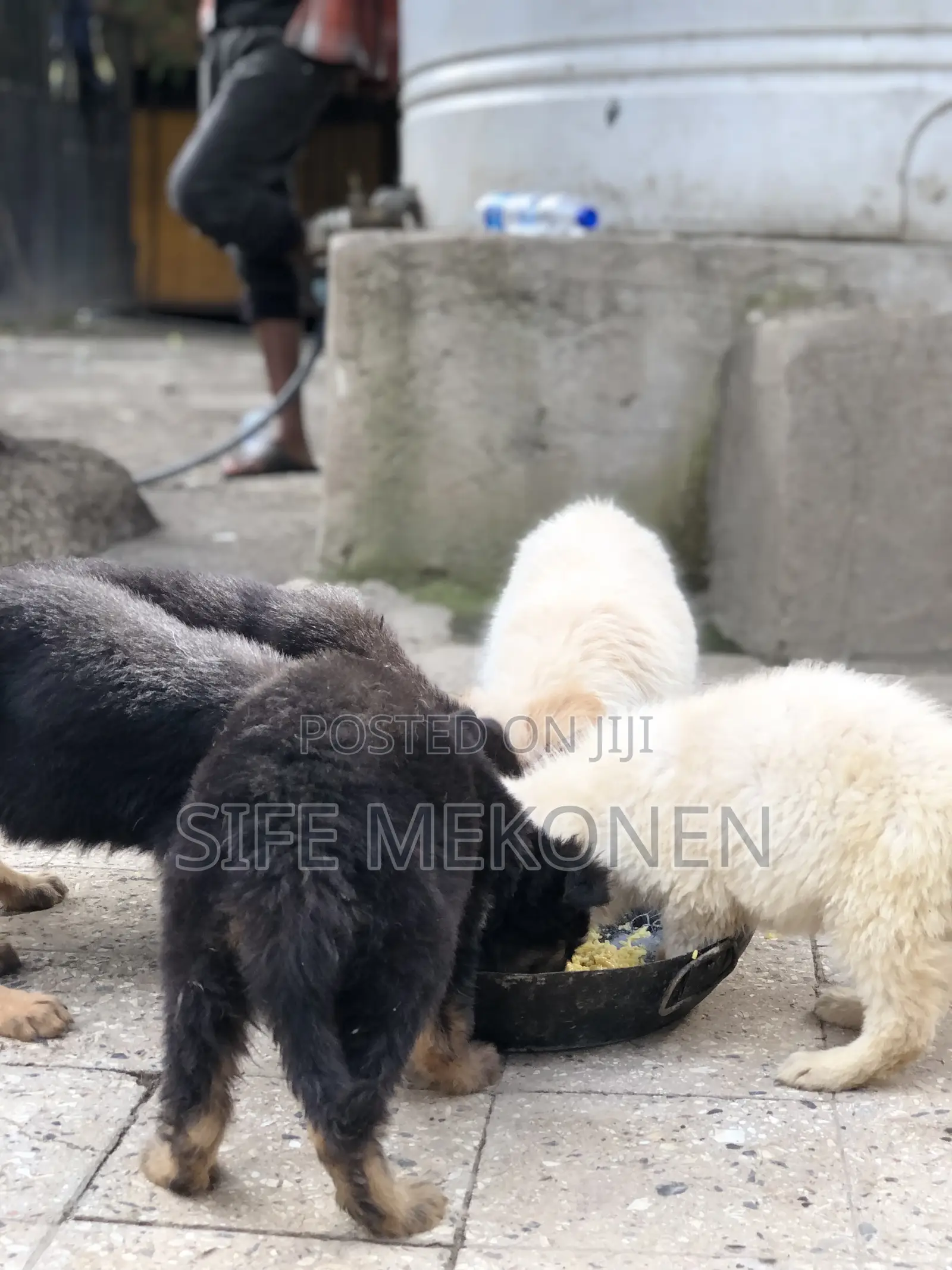 1-3 months Male Purebred German Shepherd