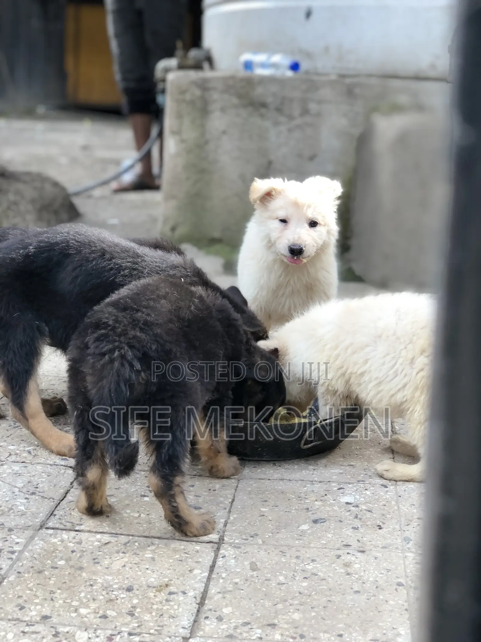 1-3 months Male Purebred German Shepherd
