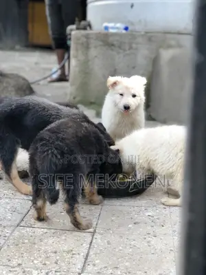 1-3 months Male Purebred German Shepherd