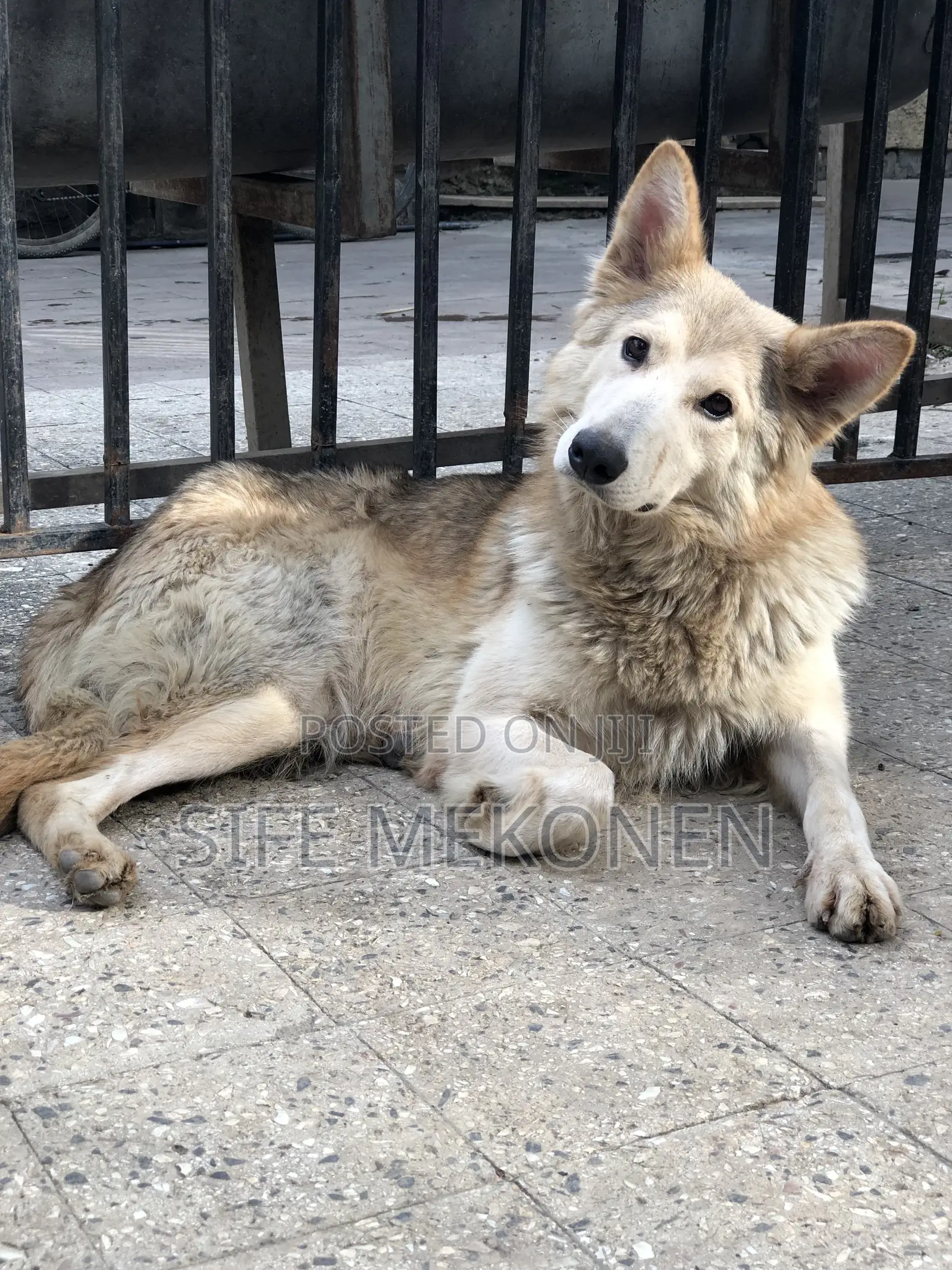 1-3 months Male Purebred German Shepherd