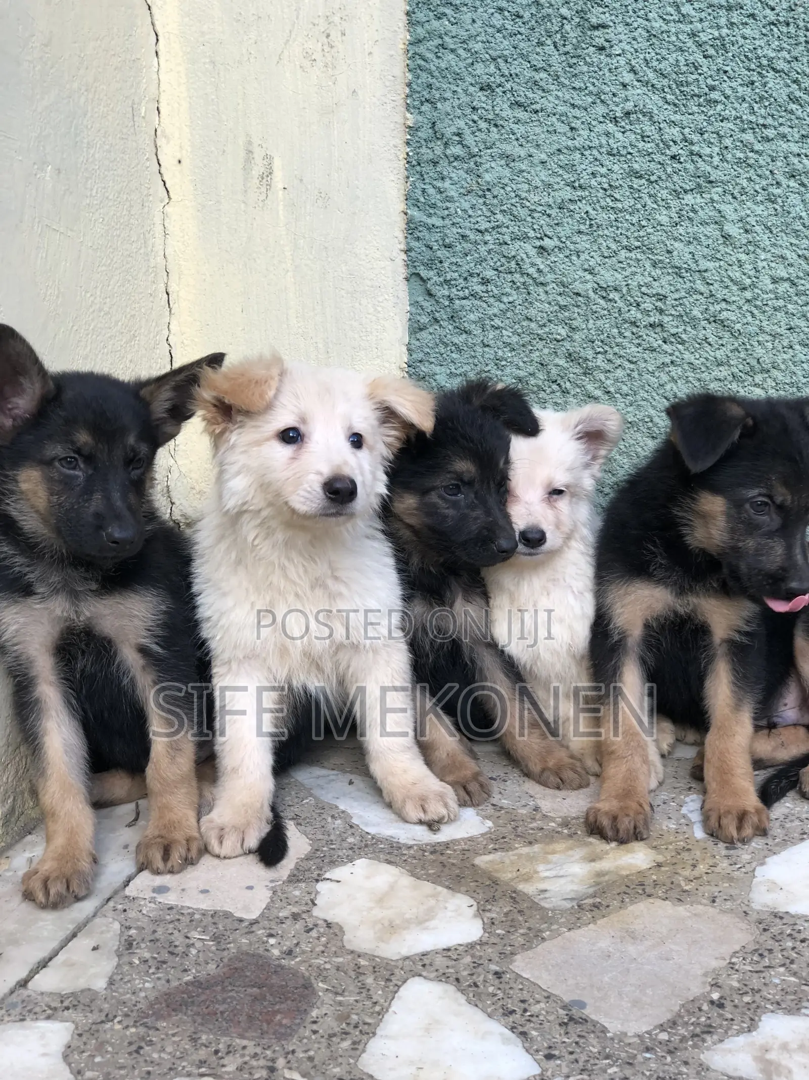 1-3 months Male Purebred German Shepherd