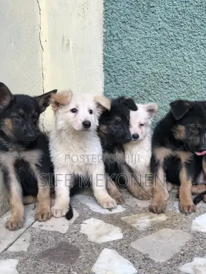 Photo - 1-3 months Male Purebred German Shepherd