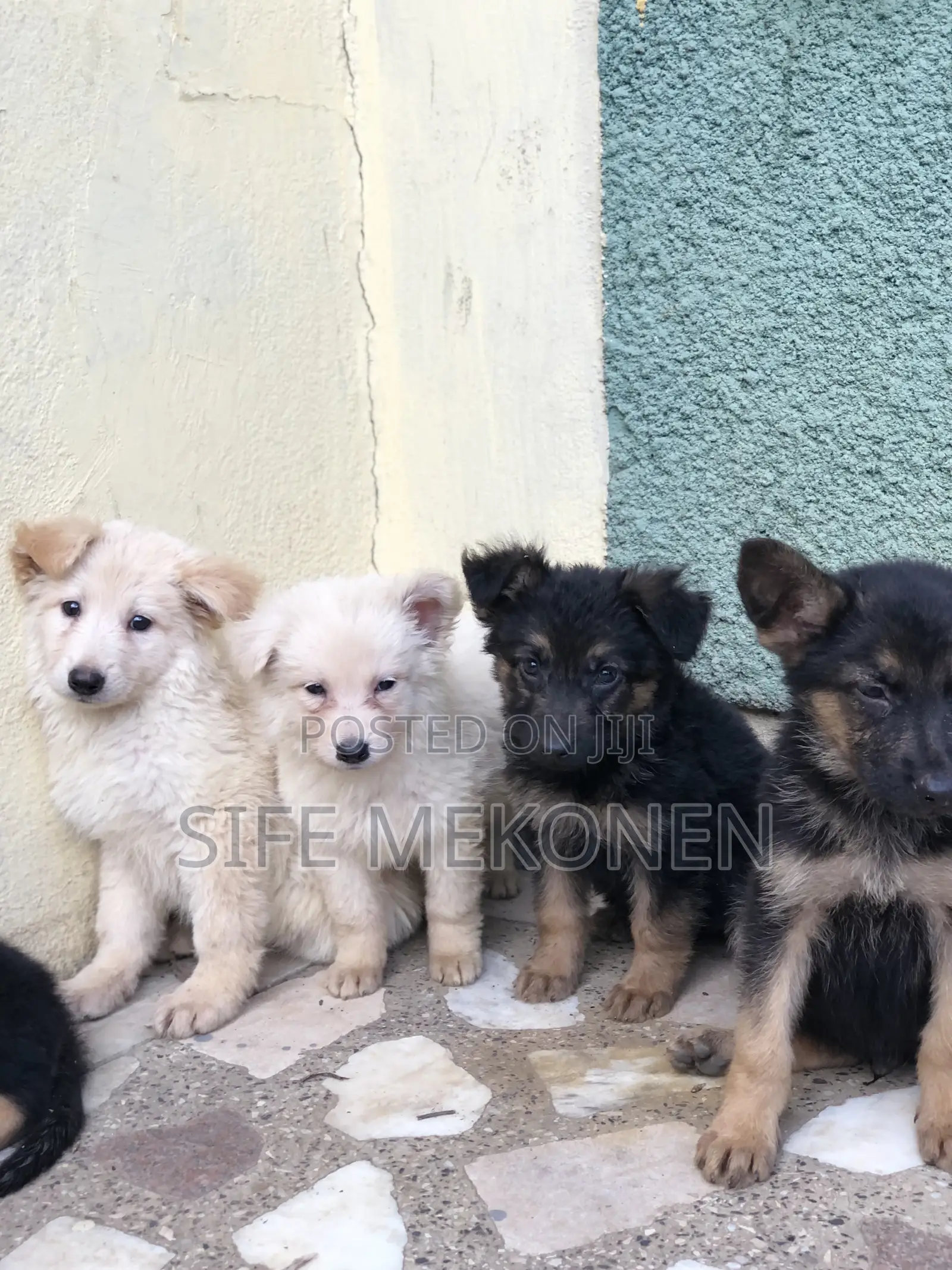 1-3 months Male Purebred German Shepherd