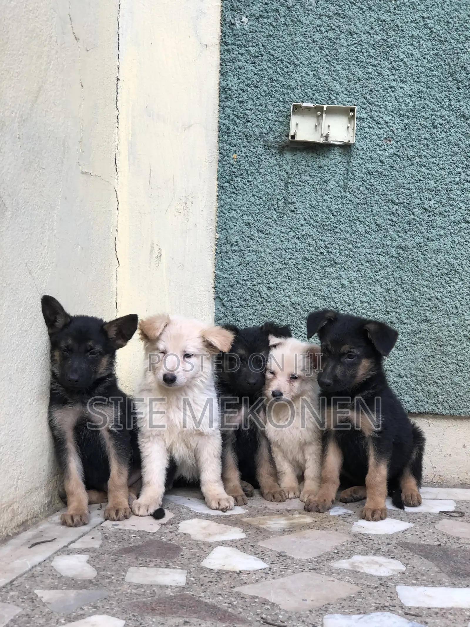 1-3 months Male Purebred German Shepherd