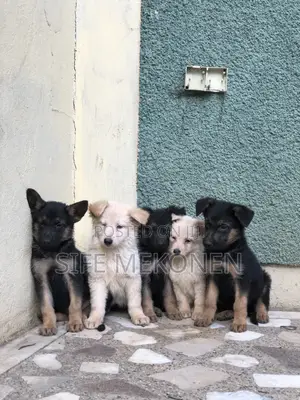 1-3 months Male Purebred German Shepherd