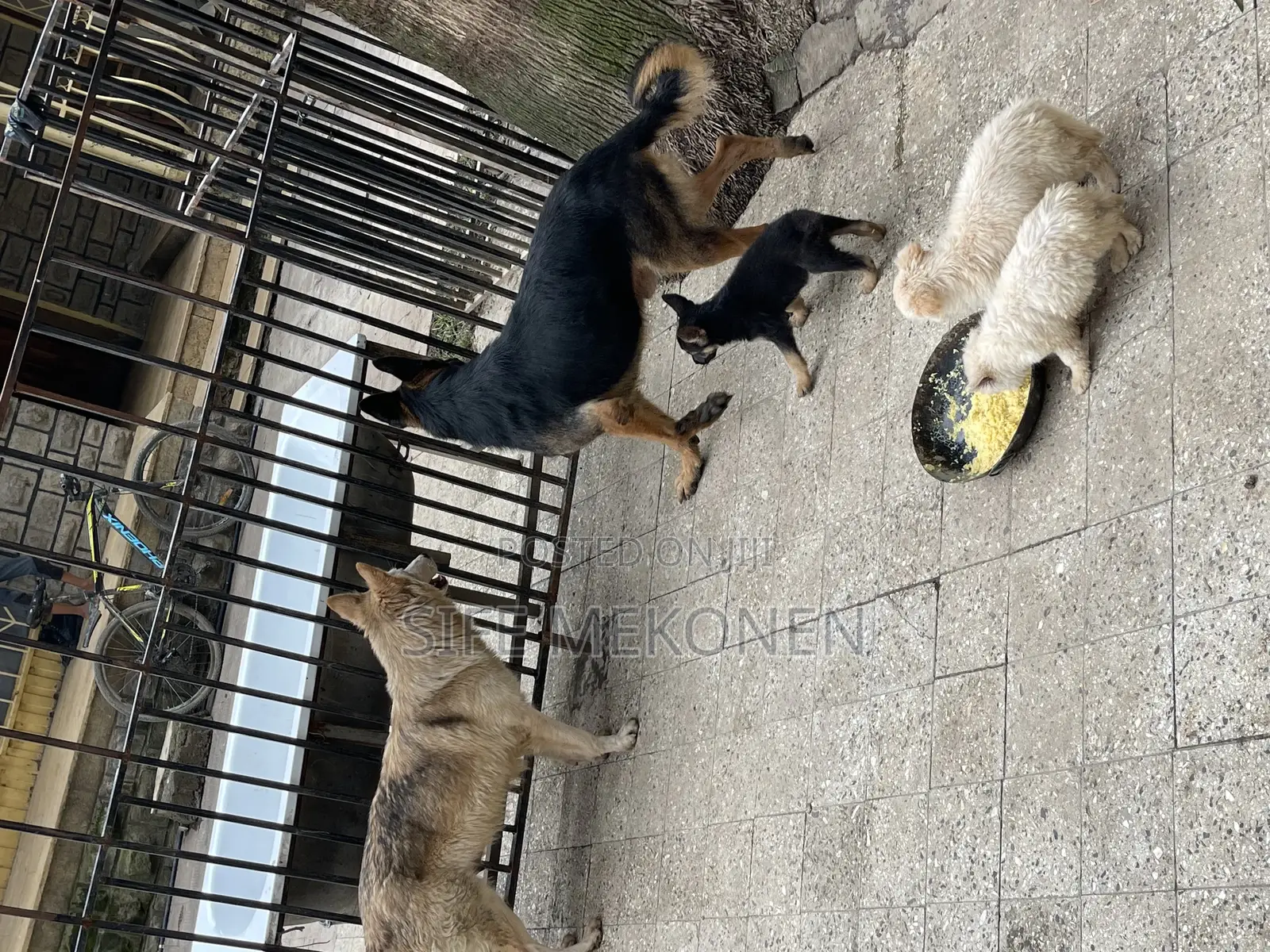 1-3 months Male Purebred German Shepherd