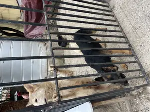 1-3 months Male Purebred German Shepherd