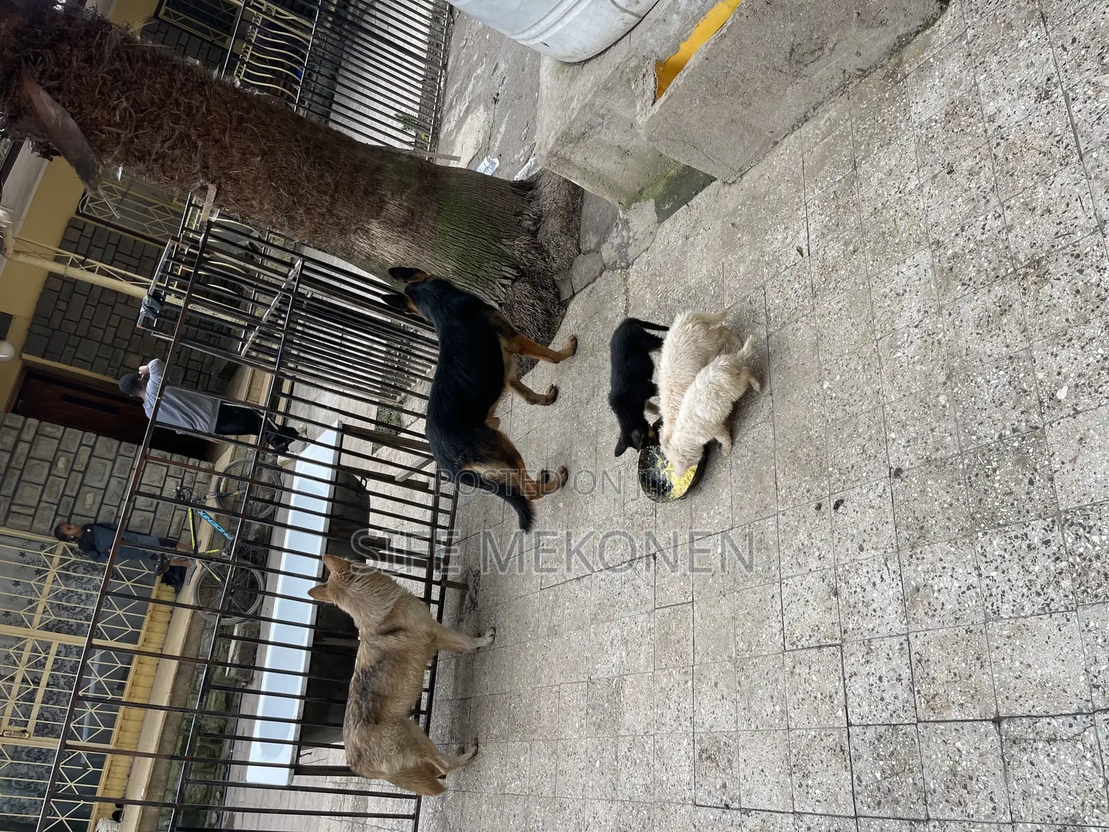 1-3 months Male Purebred German Shepherd