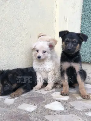 1-3 months Male Purebred German Shepherd