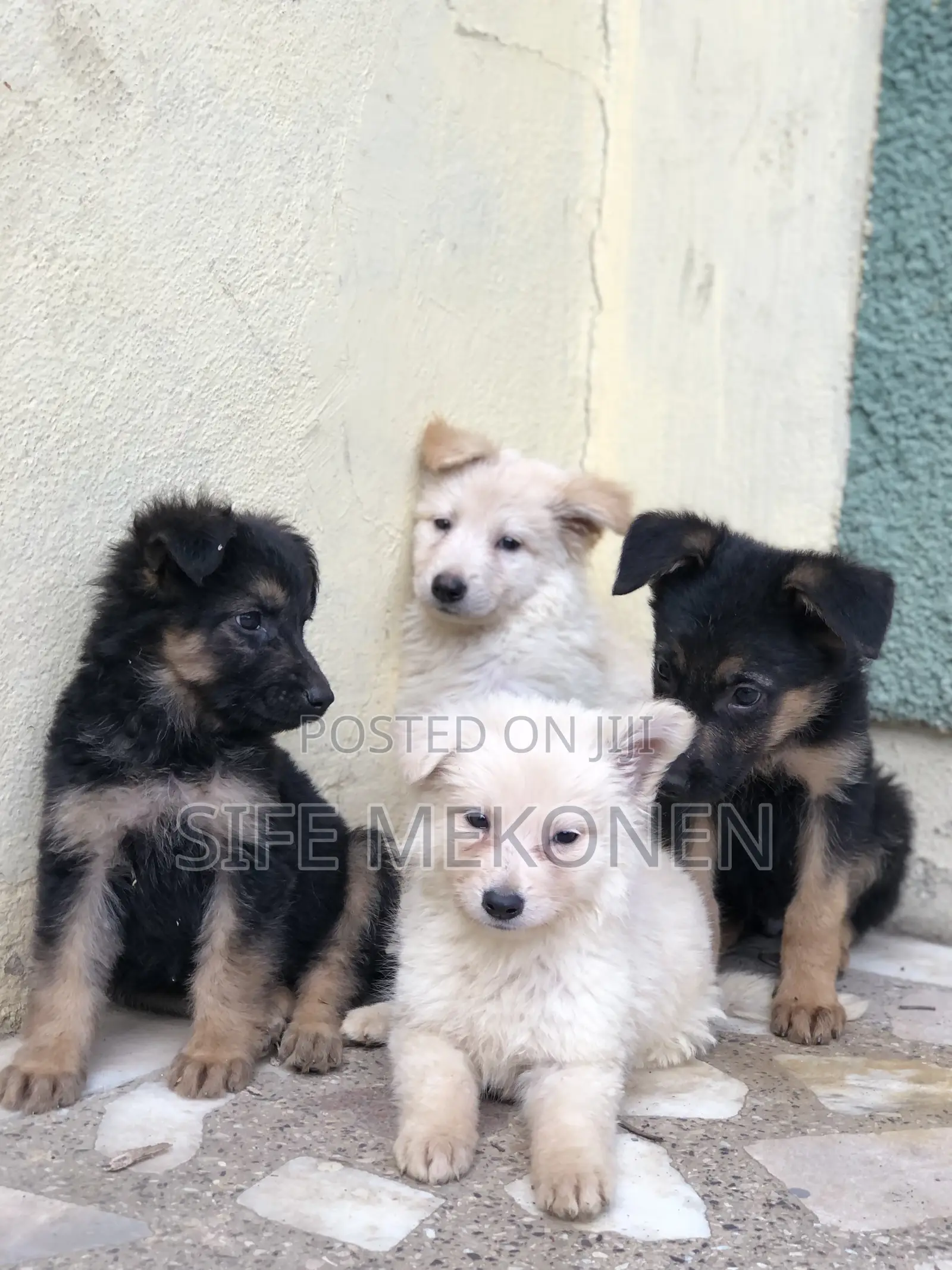 1-3 months Male Purebred German Shepherd