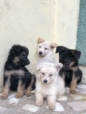 Photo - 1-3 months Male Purebred German Shepherd