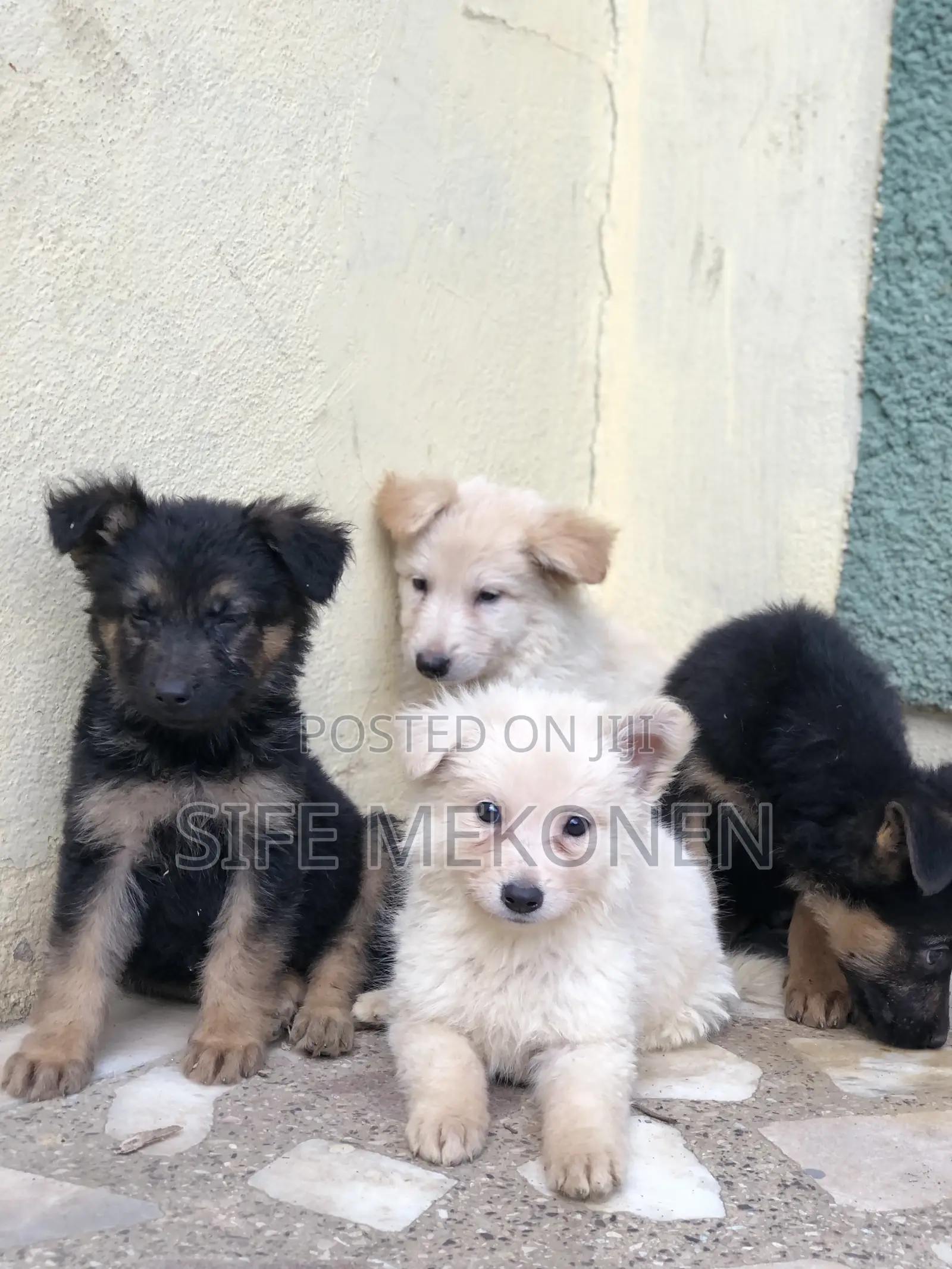 1-3 months Male Purebred German Shepherd