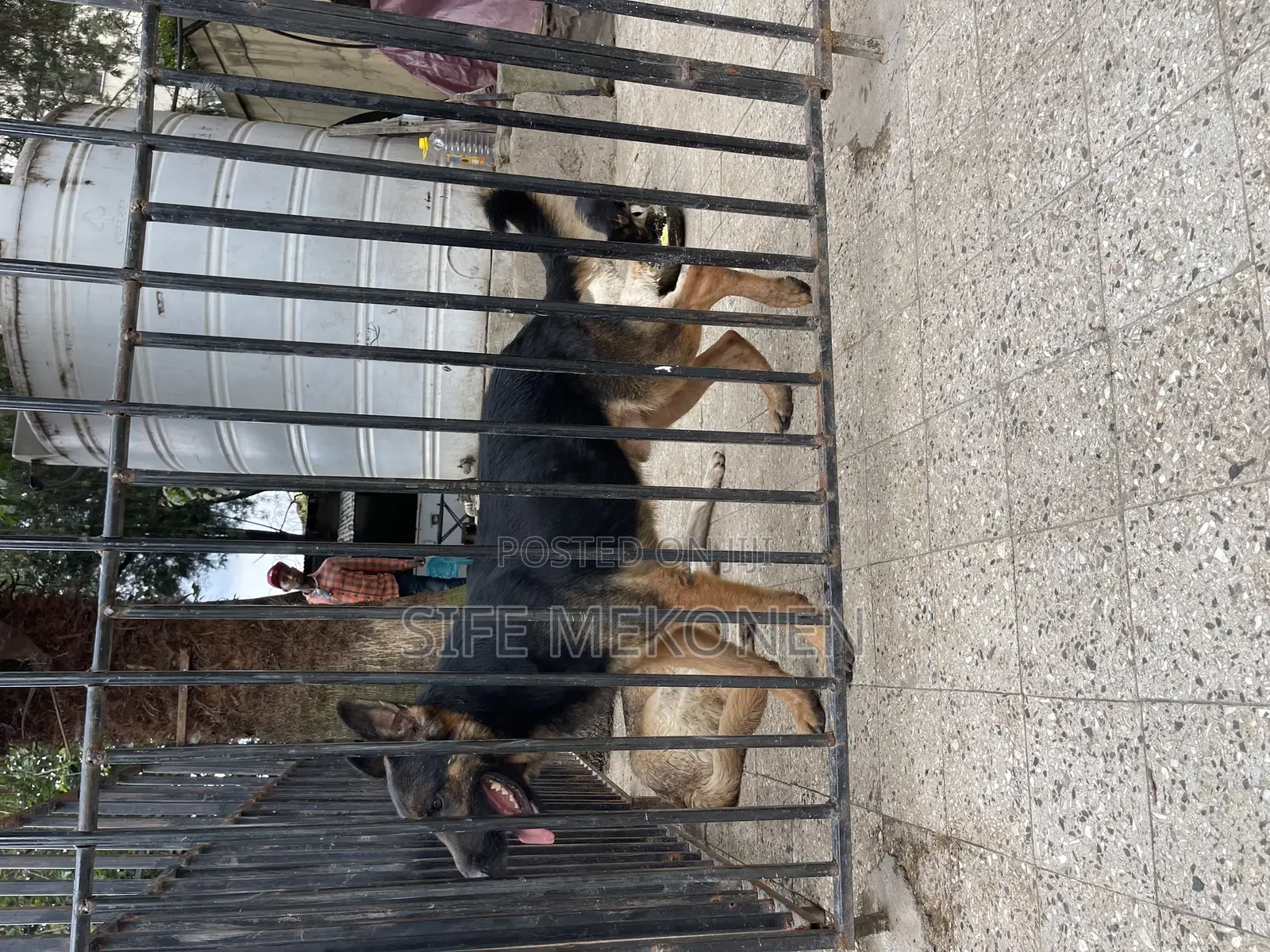 1-3 months Male Purebred German Shepherd