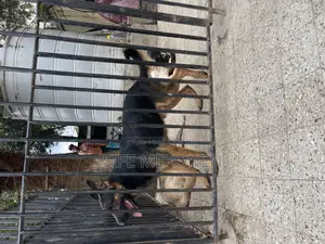 1-3 months Male Purebred German Shepherd