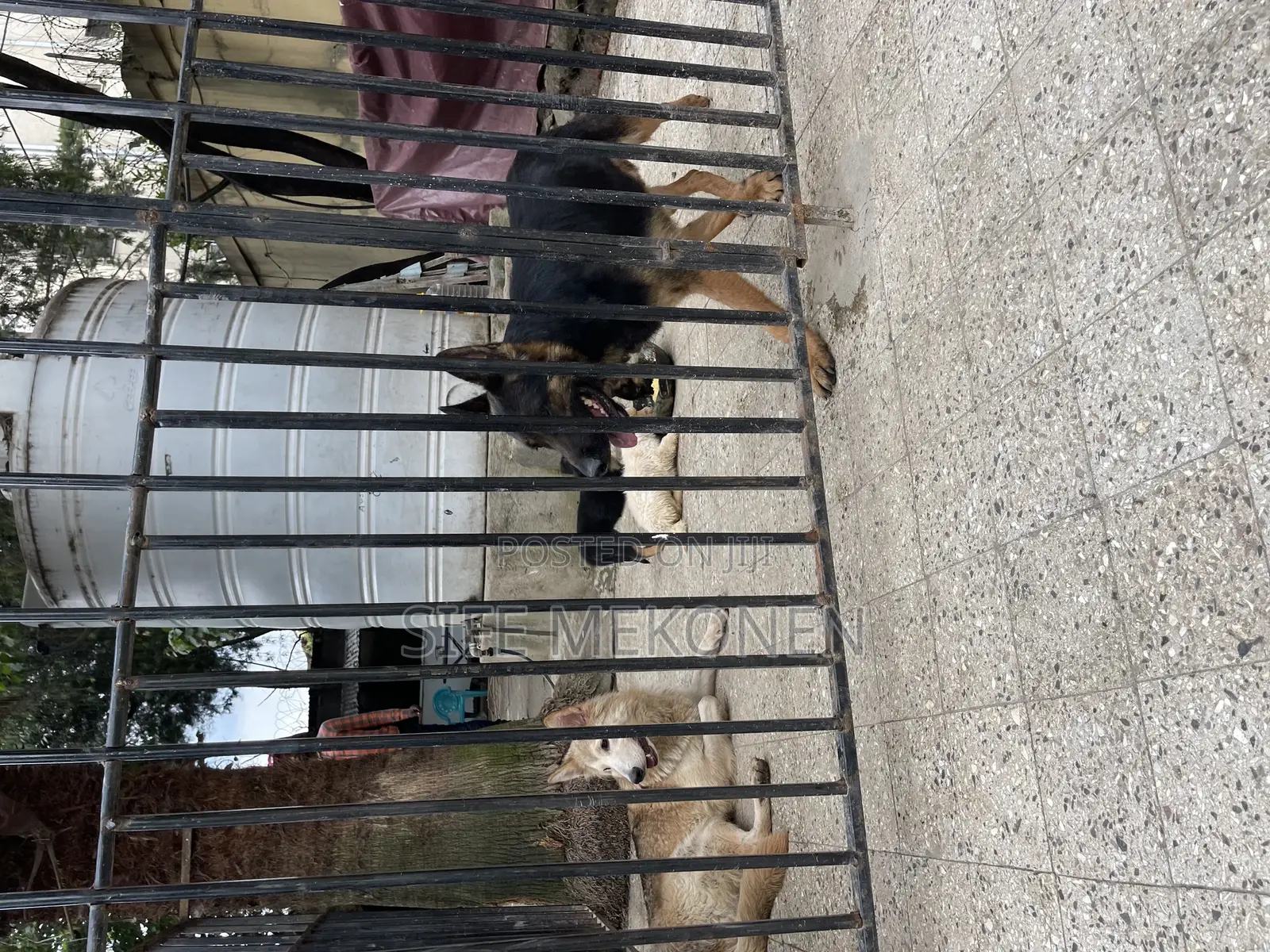 1-3 months Male Purebred German Shepherd