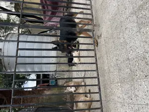 1-3 months Male Purebred German Shepherd