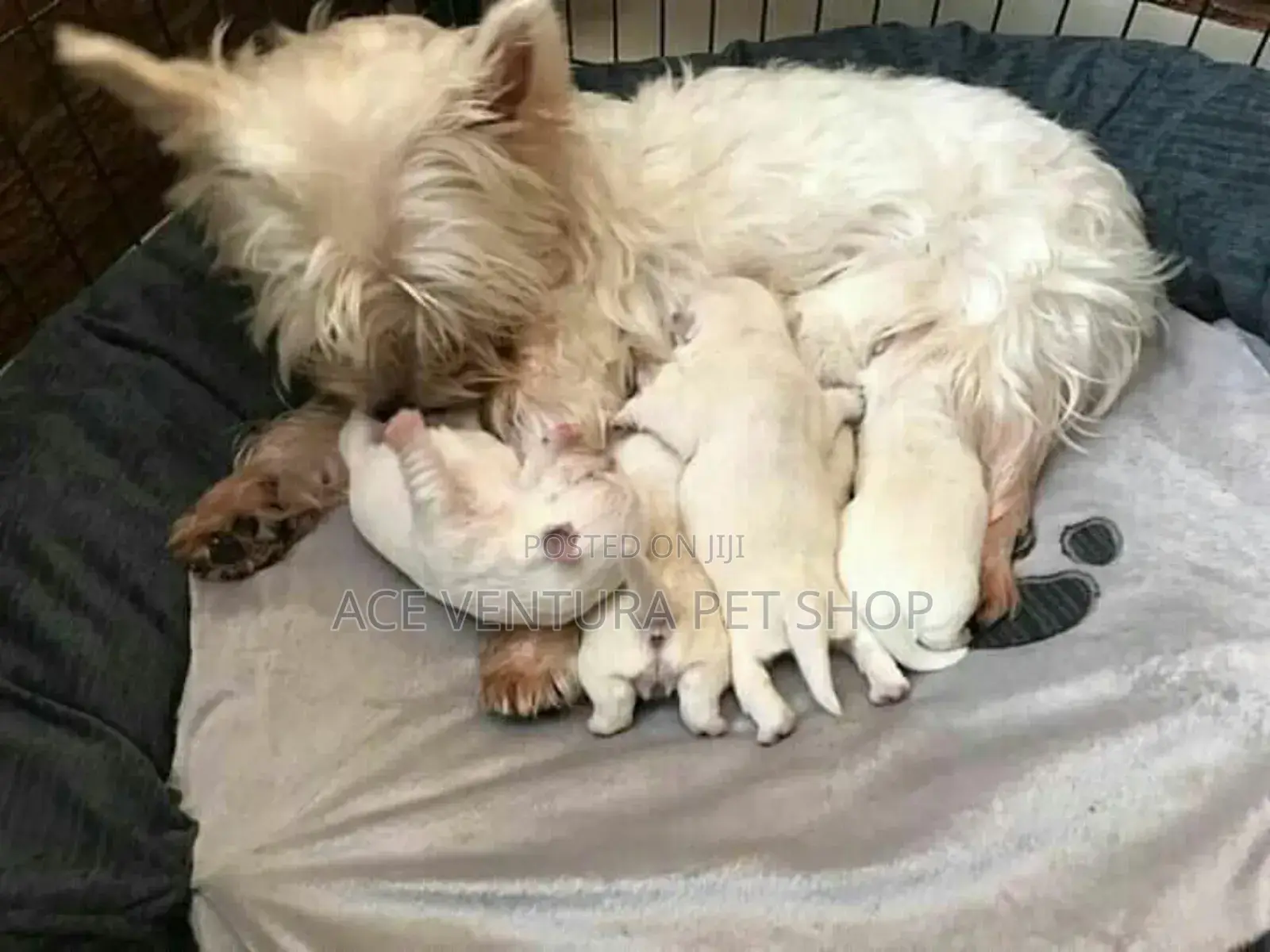 1-3 months Male Purebred Maltese