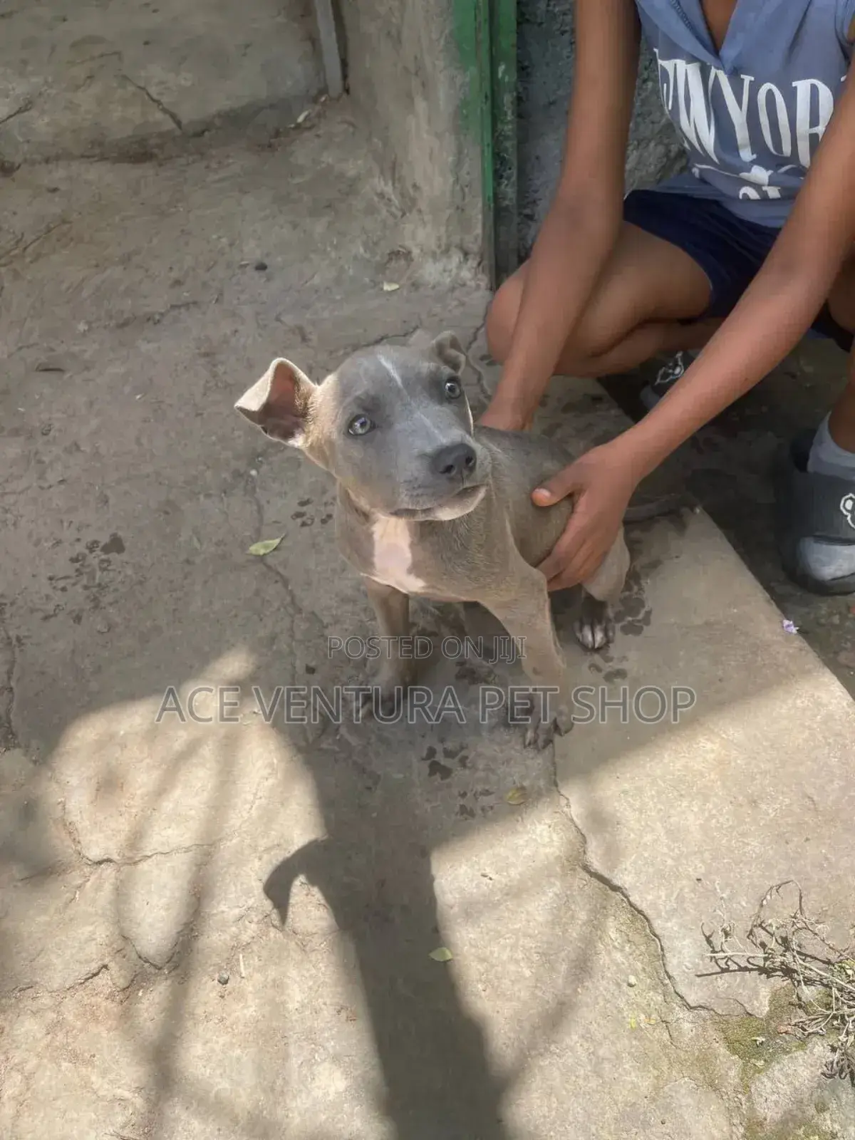 1-3 months Male Purebred American Pit Bull Terrier