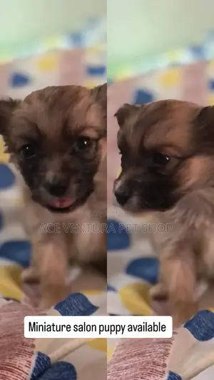 Photo - 1-3 months Male Purebred Pomeranian